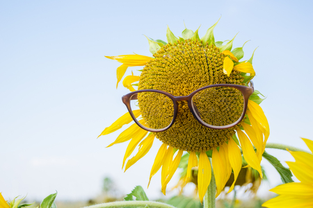 sunflowerの写真素材
