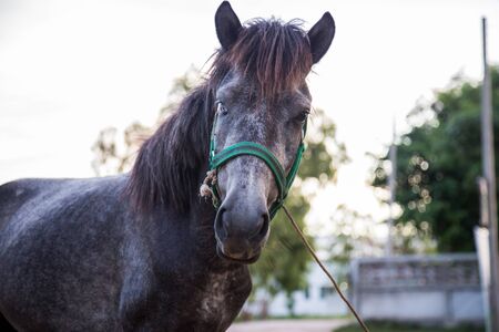 The horse is resting and eating in the field .の写真素材
