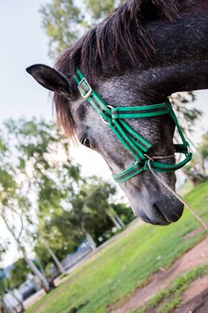 The horse is resting and eating in the field .の写真素材