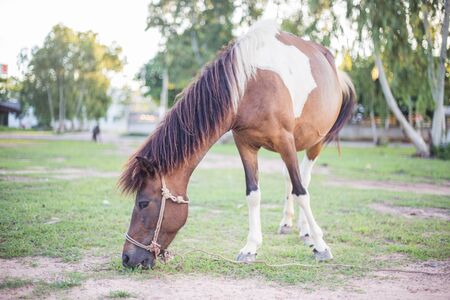 The horse is resting and eating in the field .の写真素材
