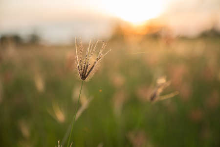 wild grass in the sunset