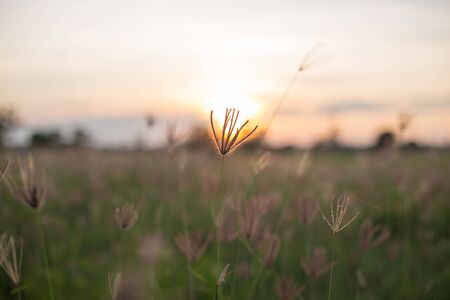 Grass field on summer.の写真素材