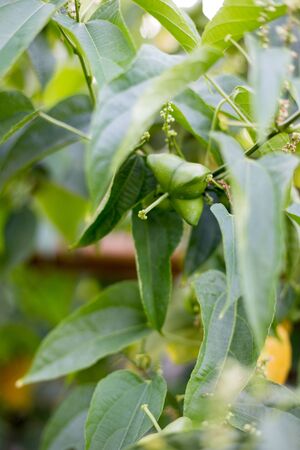 Sacha-Inchi peanut
