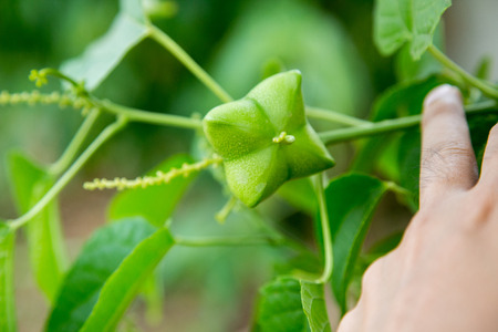Sacha-Inchi peanutの写真素材