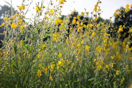 Farm Sunhemp flowersの写真素材