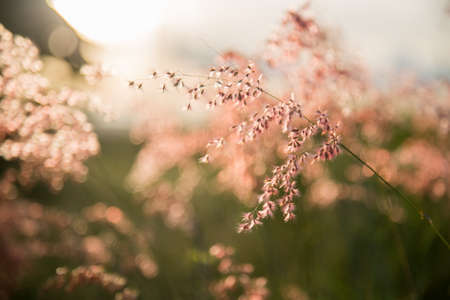 flower grass pinkの写真素材