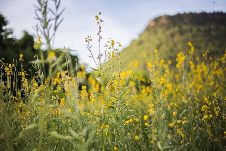 Farm Sunhemp flowersの写真素材