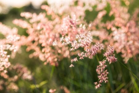 flower grass pinkの写真素材