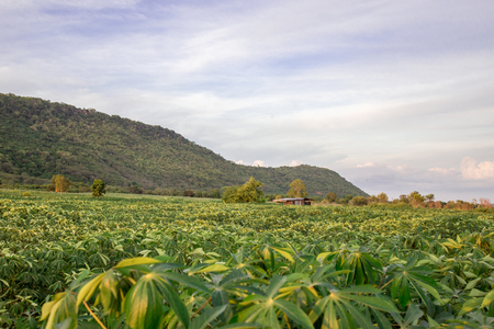 farm fieldの写真素材