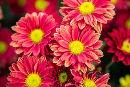 Chrysanthemum flowers is blooming.の写真素材