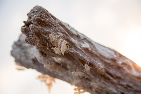 Ants is on the treeの写真素材
