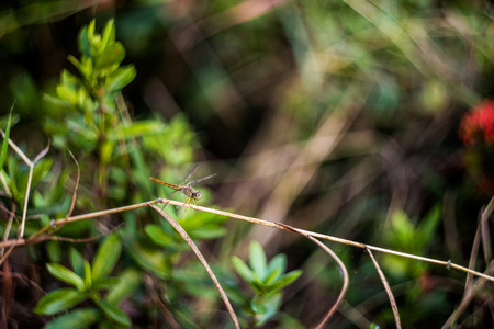 The dragonfly is still on a leafの写真素材