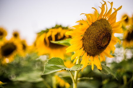sunflowerの写真素材