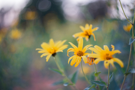 sunflowerの写真素材