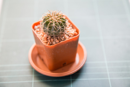 cactus on rubber boardの写真素材