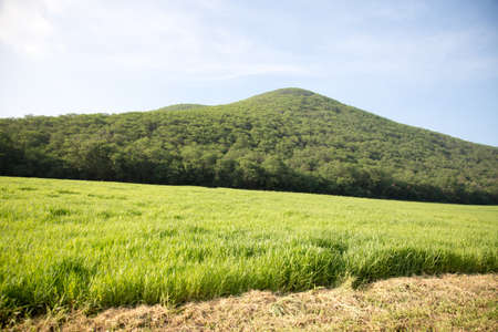 Field farm  near a green mountainの写真素材