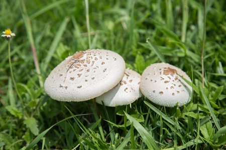 The  white mushroom on grass