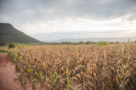 Green mountain with a corn farm.の写真素材