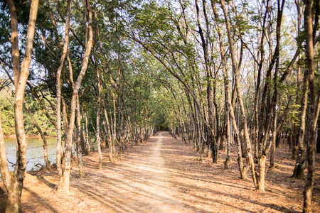 Summer Sunset in the Forestの写真素材