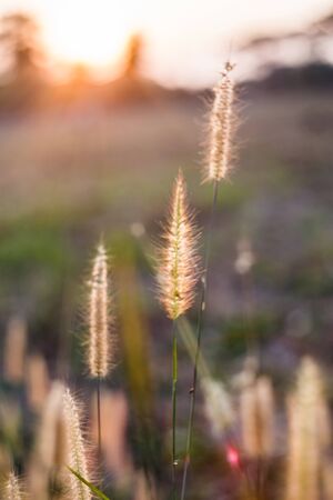 The flower and grass is on the floor.の写真素材