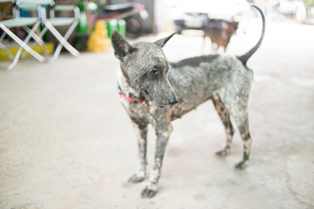 dog sick leprosyの写真素材