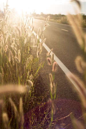wild grass on dirt meadowの写真素材