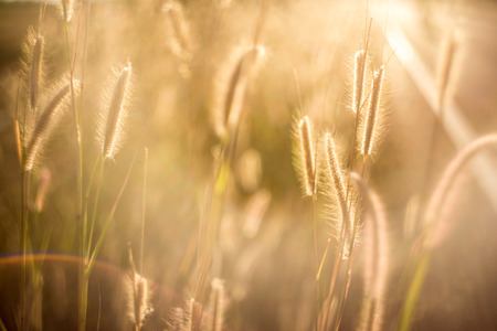 wild grass on dirt meadow