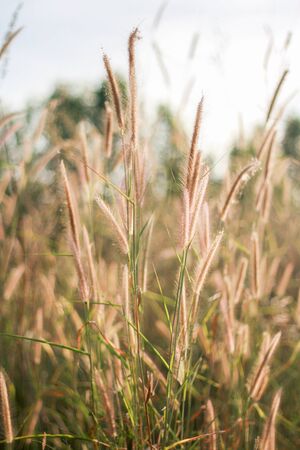 wild grass on dirt meadow