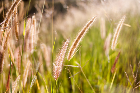 wild grass on dirt meadowの写真素材