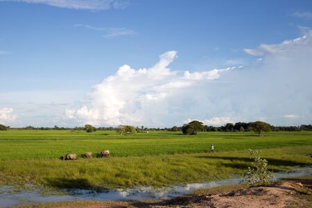 farm in asianの写真素材