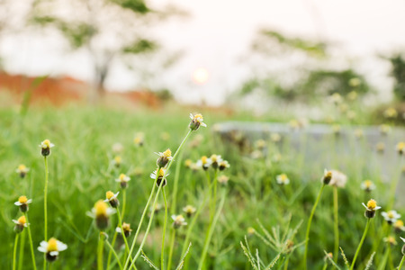 flower grass on autumnの写真素材