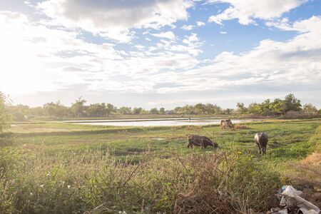 farm field in asianの写真素材