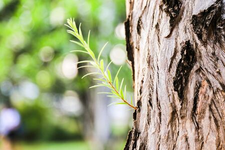 leaves on midden treeの写真素材