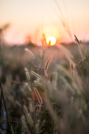 wild grass on dirt meadowの写真素材