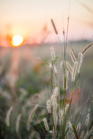 wild grass on dirt meadowの写真素材
