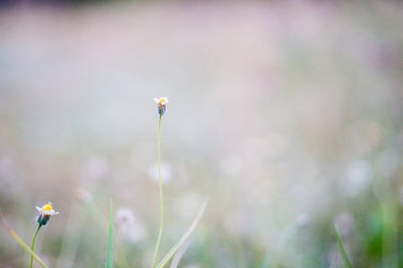flower grass in summerの写真素材