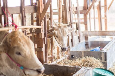 Cows eat a grass in the stable of farm.の写真素材