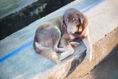 brown dog is relax on the floor.の写真素材