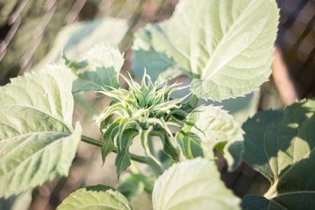 green sunflower  in  morningの写真素材