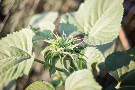 green sunflower  in  morningの写真素材