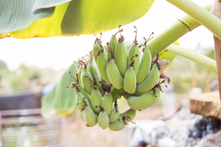 Green banana on the treeの写真素材