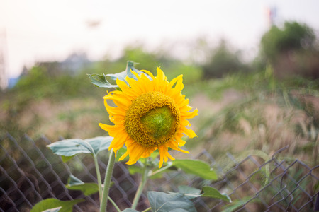sunflower with sun in summerの写真素材