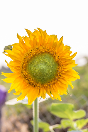 sunflower with sun in summerの写真素材