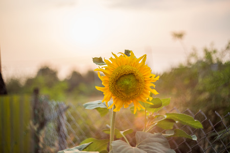 sunflower with sun in summerの写真素材