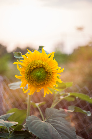 sunflower with sun in summerの写真素材