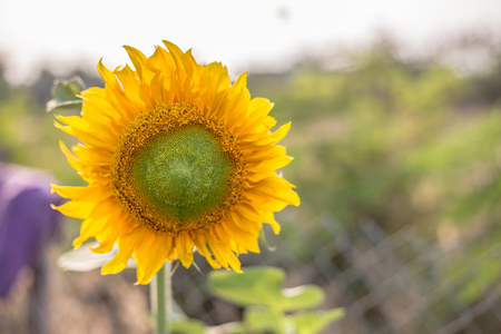 sunflower with sun in summerの写真素材
