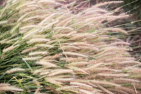 Grass flower on the groundの写真素材