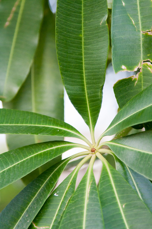 Green leaves on the treeの写真素材