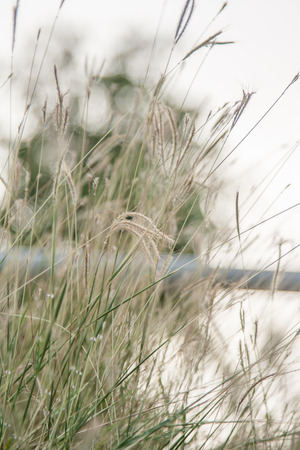 grass with sky  in the gardenの写真素材