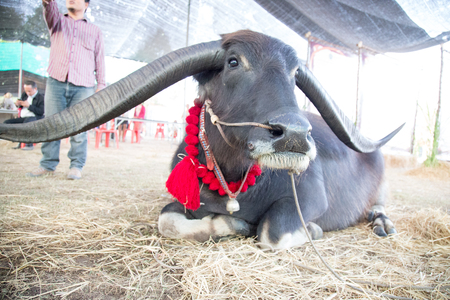 Black buffalo sit  in stapleの写真素材